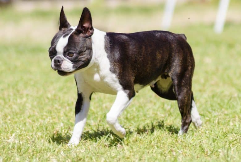 Cute Boston Terrier dog walking on the grass