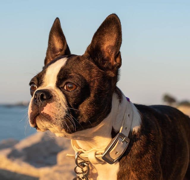 Cute Boston Terrier dog looking at the sunset