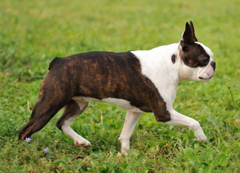 Cute Boston Terrier dog running on the grass