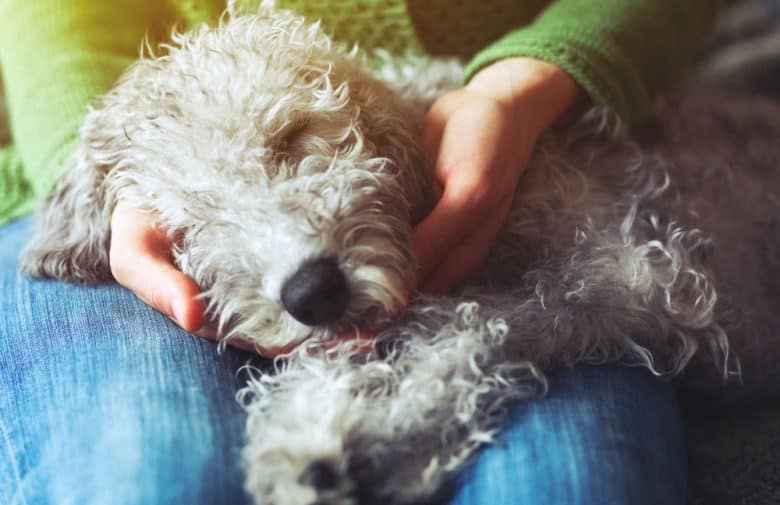 Cute dog sleeping on the owner's lap