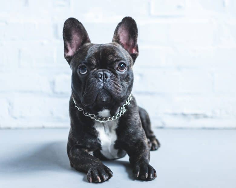 Cute French Bulldog