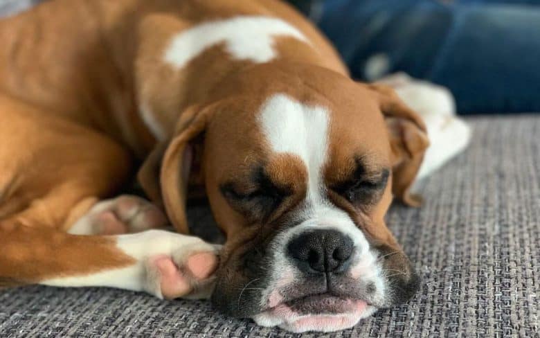 A boxer dog sleeping tight