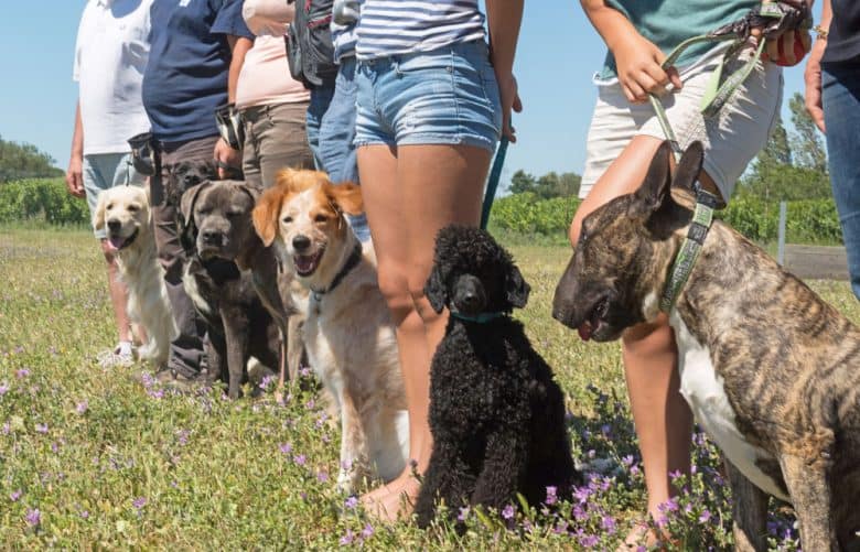Different dogs in obedience training