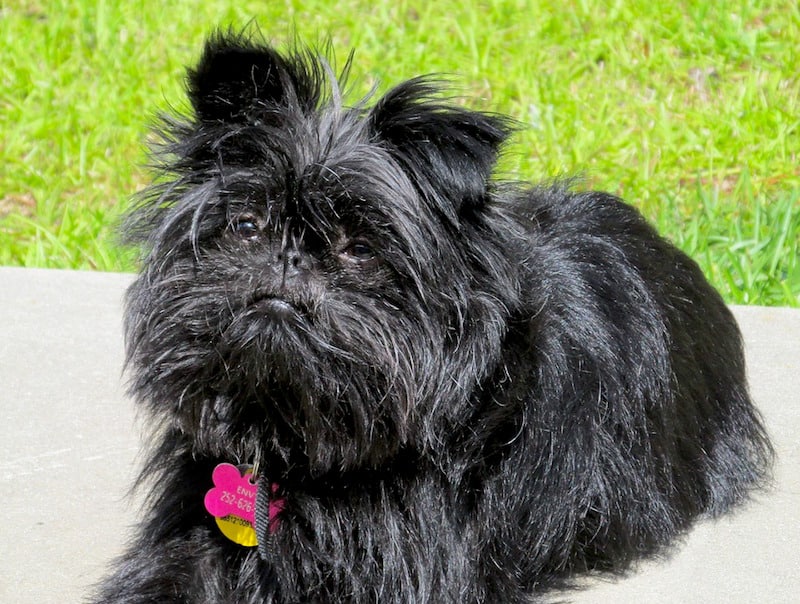 affenpinscher dog breeds