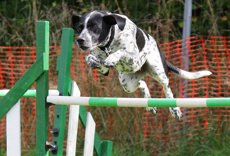 canine agility
