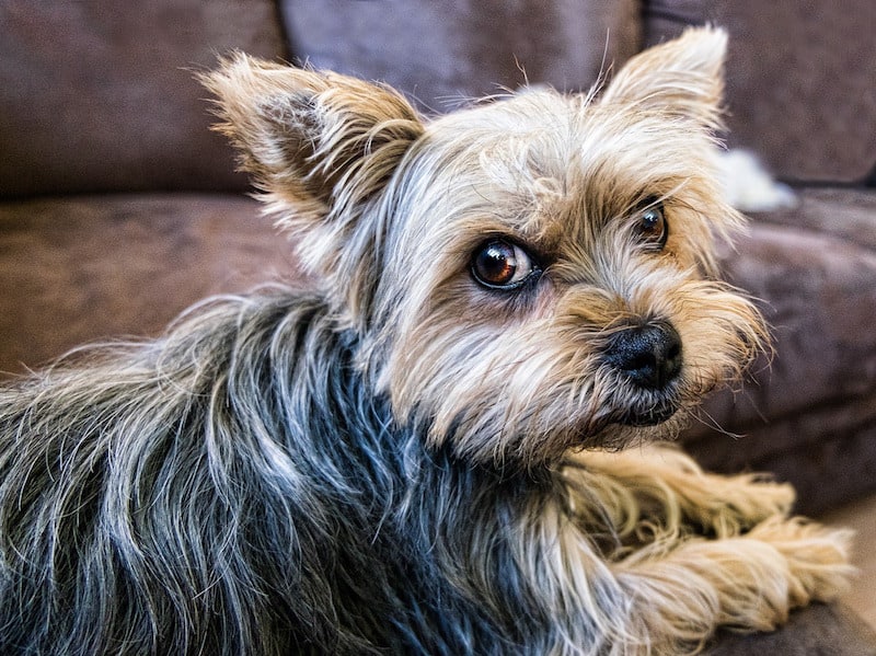 yorkie and terrier