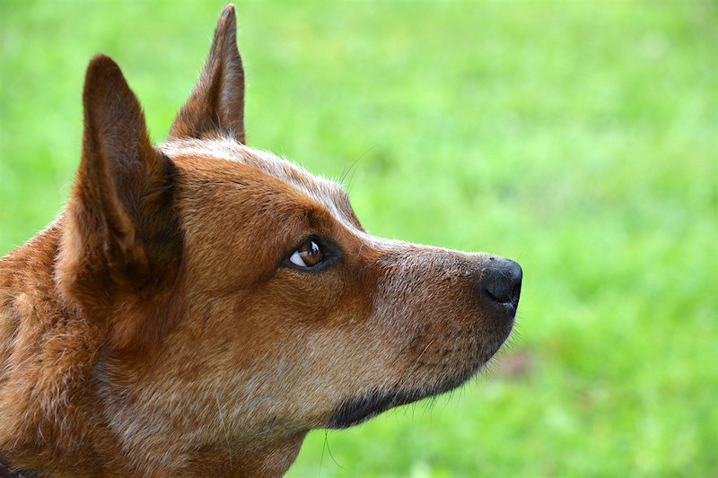 cattle dog nipping