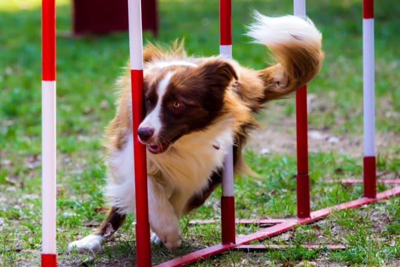 Red Border Collie undergoing dog agility training