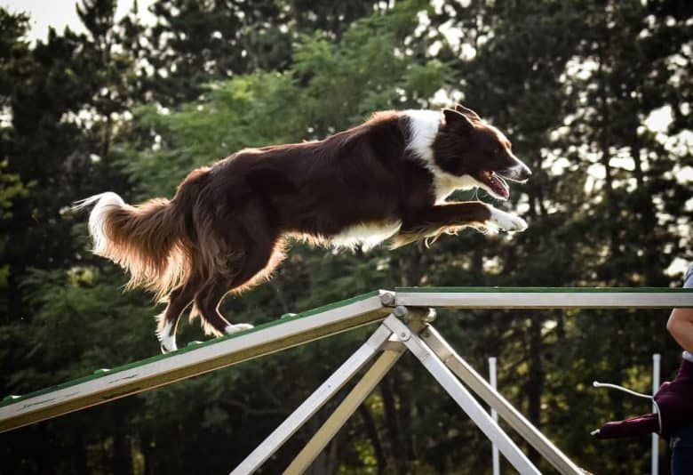 A dog practicing on an agility trial