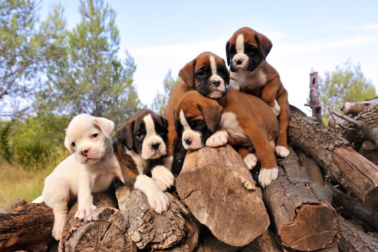 Five Boxer dog puppies playing on a pile of wood