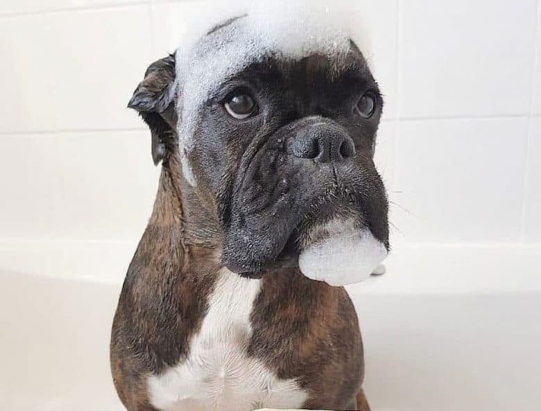Boxer dog taking a bath
