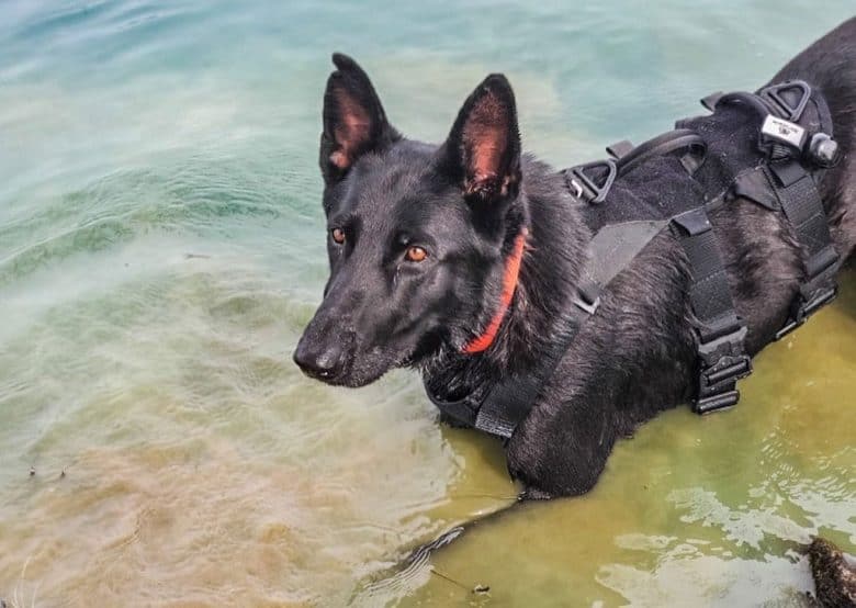 German Shepherd dog in shoreline search training