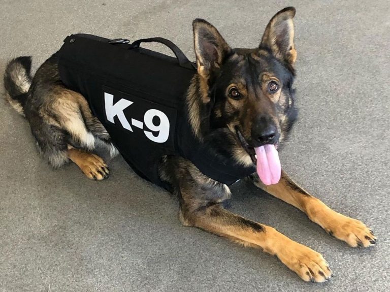 Search and Rescue Dogs The Best Breeds, Training, and Types of Duties