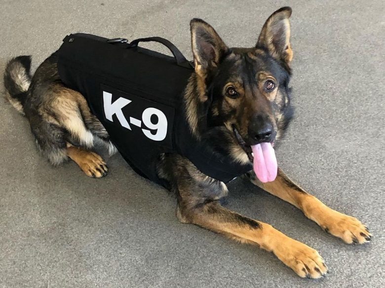 German Shepherd K9 dog