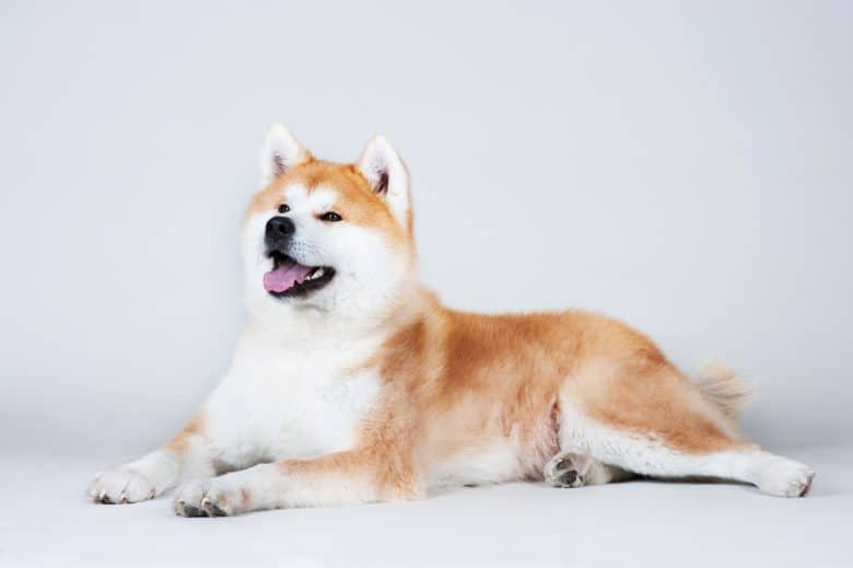 A picture of giant Akita dog sitting
