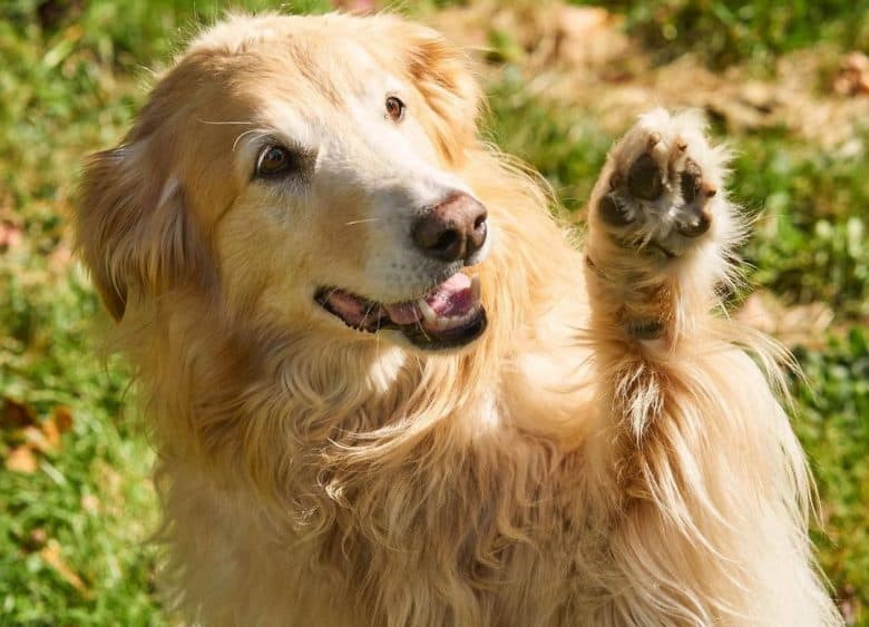 A polite Golden Retriever Border Collie mix doing high five