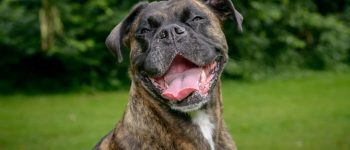 Goofy Boxer dog