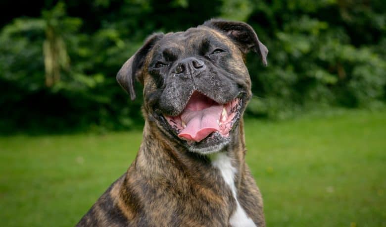 Portrait of a panting Brindle Boxer dog