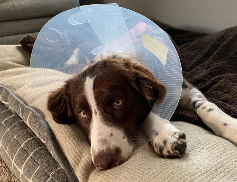 An ill Border Collie wearing cone collar