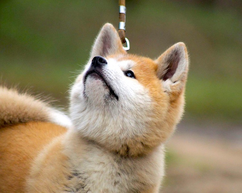 red akita puppy