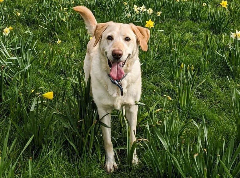 A Labrador Retriever standing on daffodils