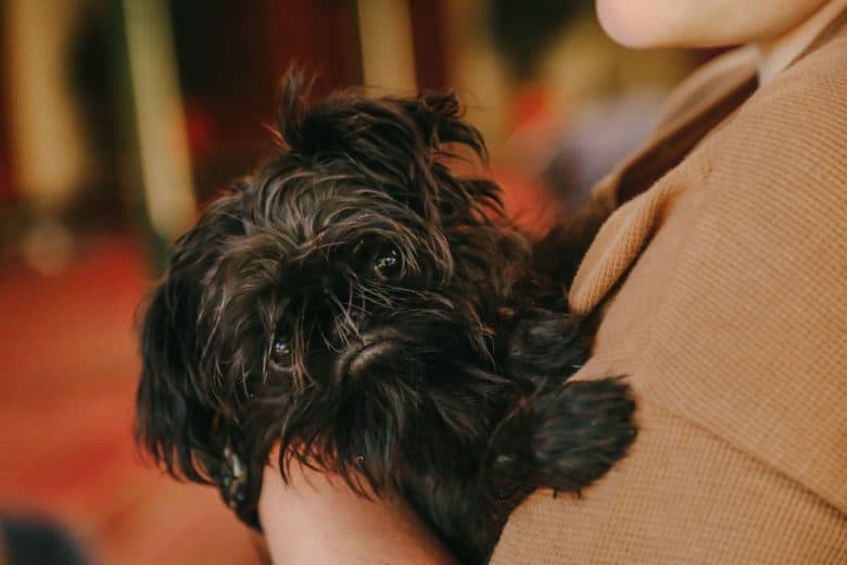 Lovely Affenpinscher dog being cuddled by the owner
