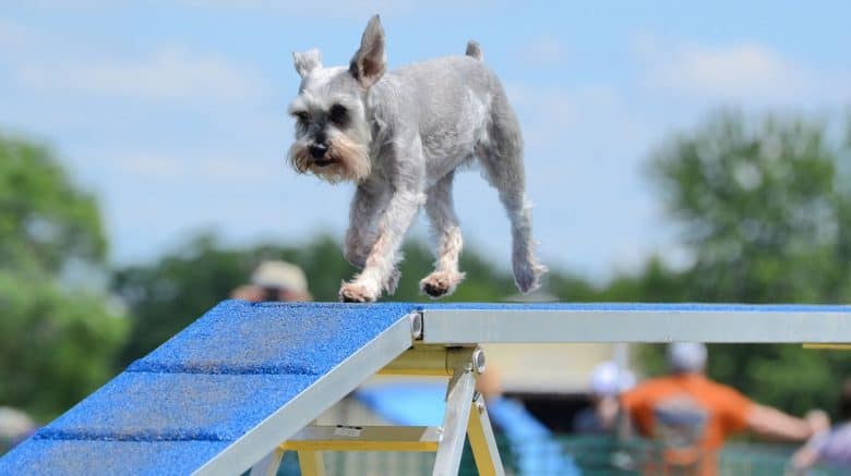 Miniature Schnauzer on a dog walk at agility trial