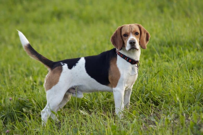 Muscular Beagle standing on the meadow
