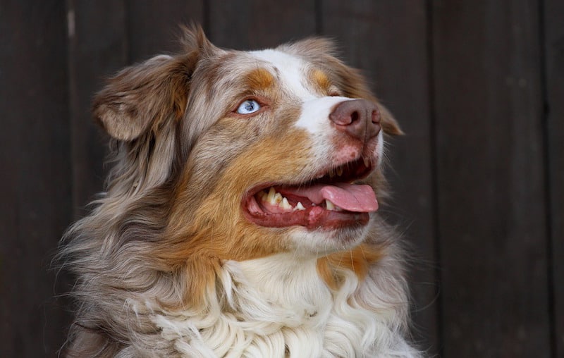 one of a kind mini aussie