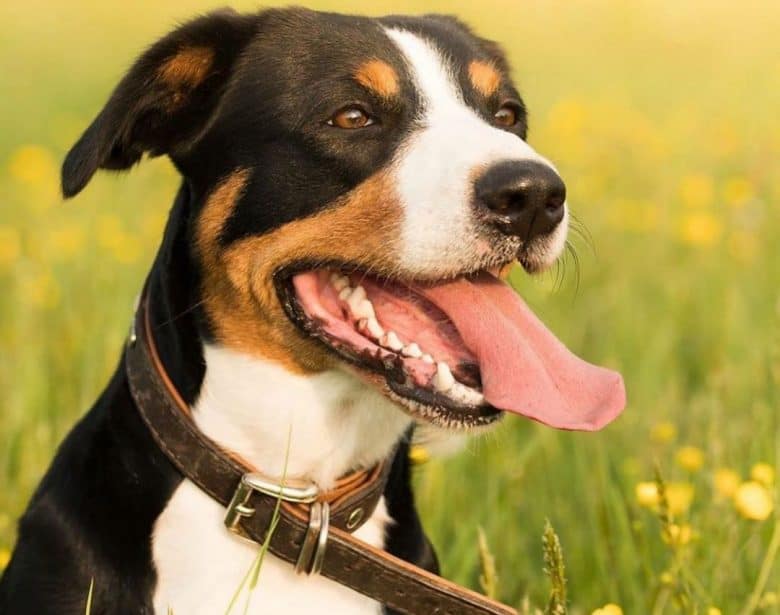 Panting Entlebucher Mountain dog