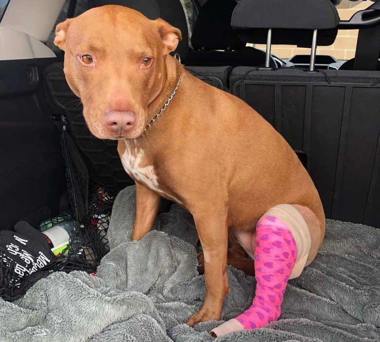 A Pitbull dog having an ACL surgery