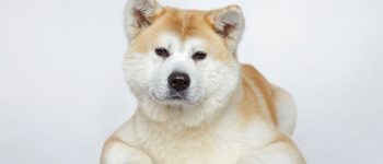 A portrait of a smart and fluffy Akita dog