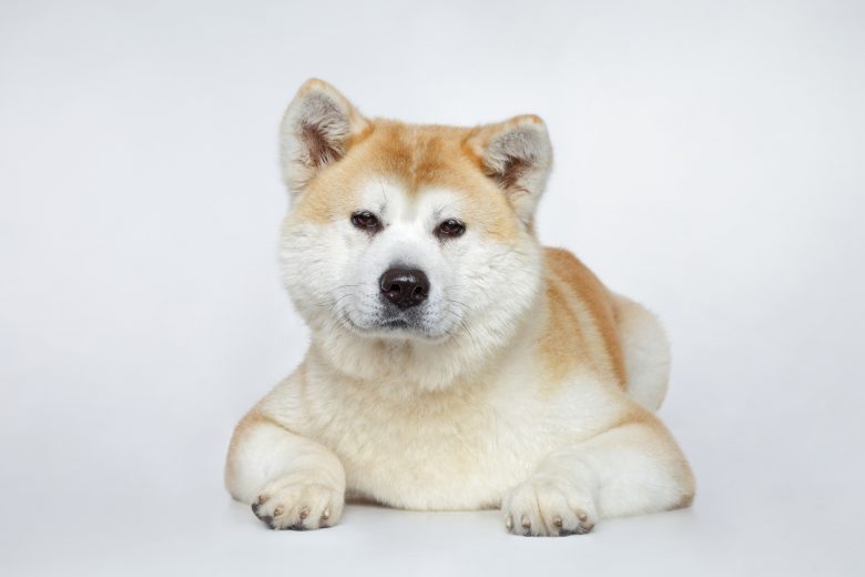 A portrait of a smart and fluffy Akita dog