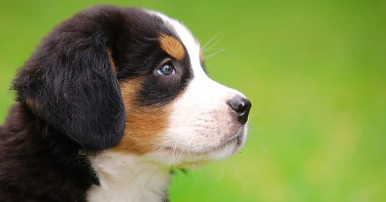 Portrait of young Bernese Mountain dog