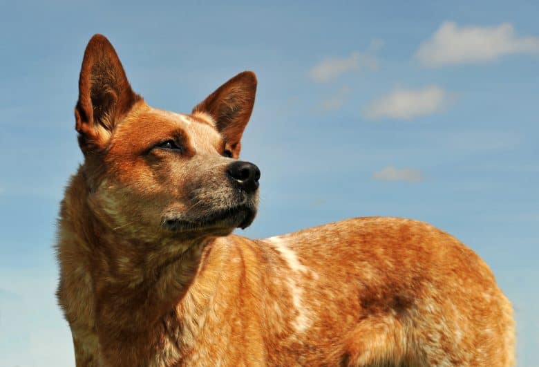 Red Heeler looking at the sky