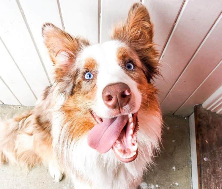 Red Merle Border Collie looking up