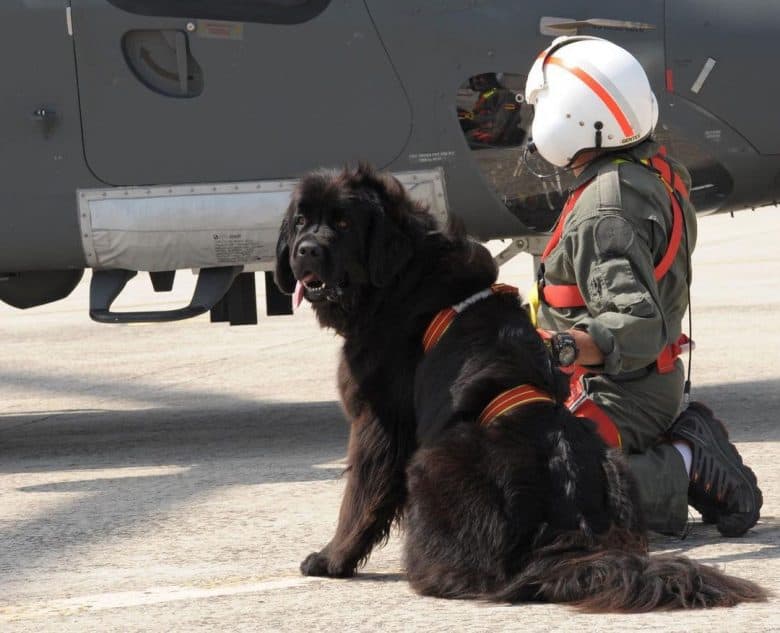 A dog about to ride into the helicopter for search operation