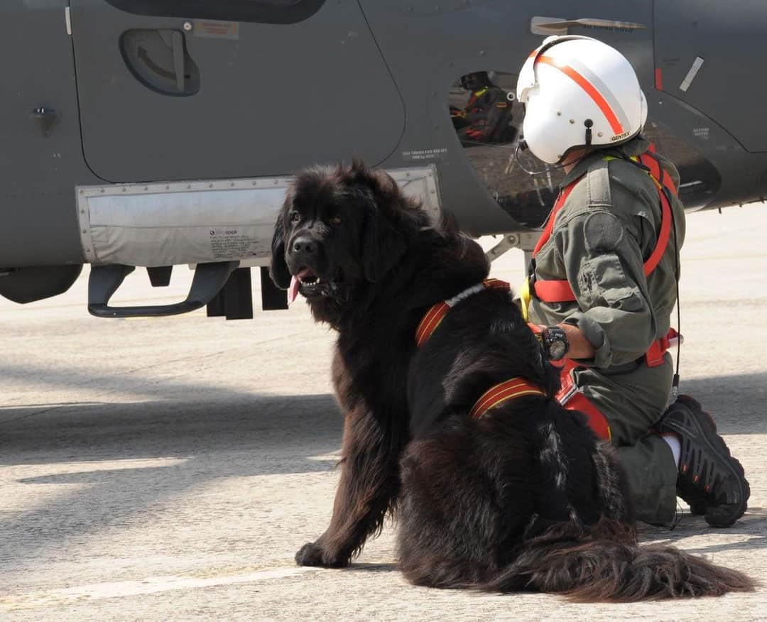 Search and Rescue Dogs The Best Breeds, Training, and Types of Duties