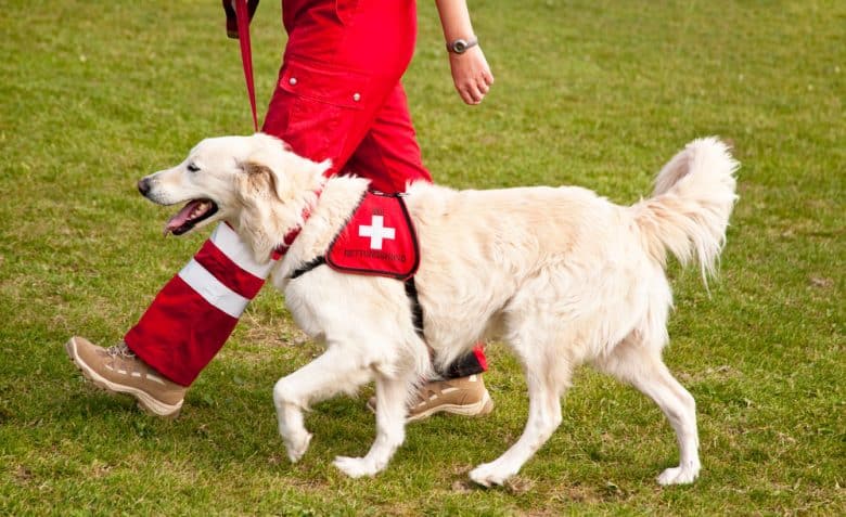 do search and rescue dogs like their jobs