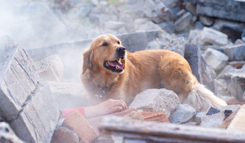 A Rescue dog found injured people in ruins after an earthquake