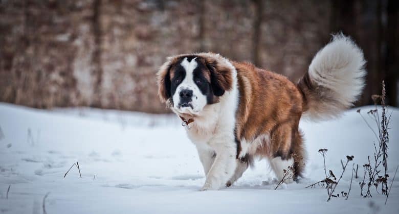 Saint Bernard dog walking on snow