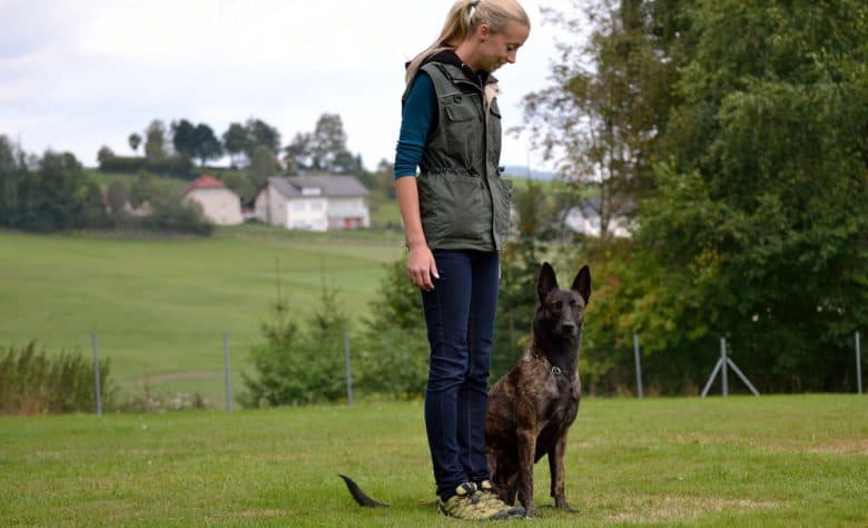 A German Shepherd dog being trained on the field