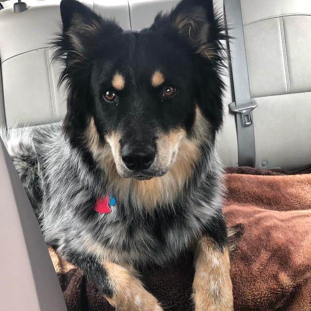 Siberian Husky Blue Heeler mix named Bear