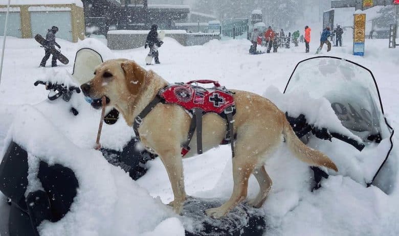 Ski patrol dog in action