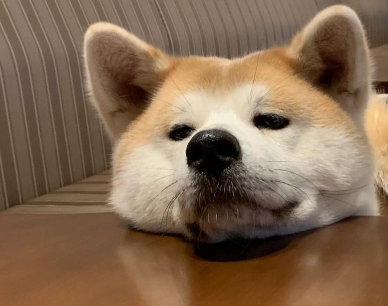 Sleepy Akita dog