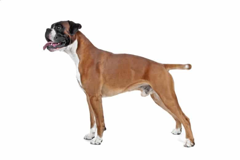 Smiling Boxer dog posing sideways