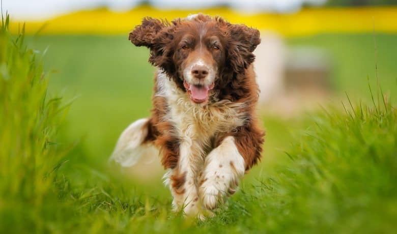Running Springer Spaniel dog in a sunny summer day