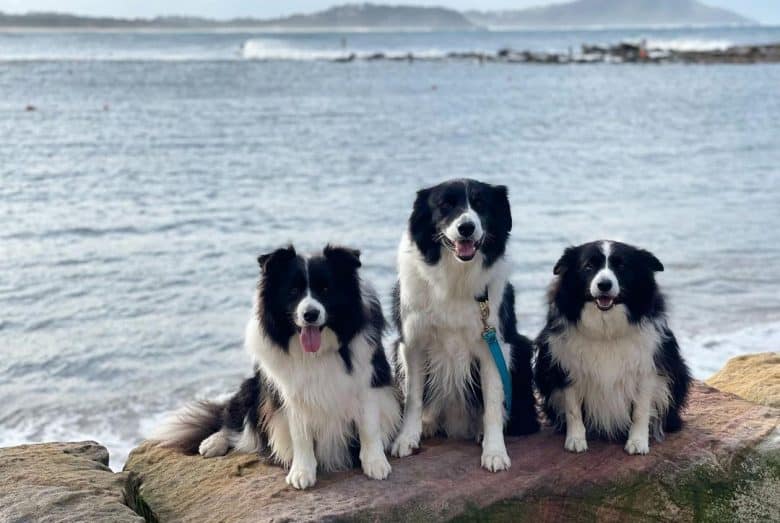 Three Border Collies sitting on the rock near the sea