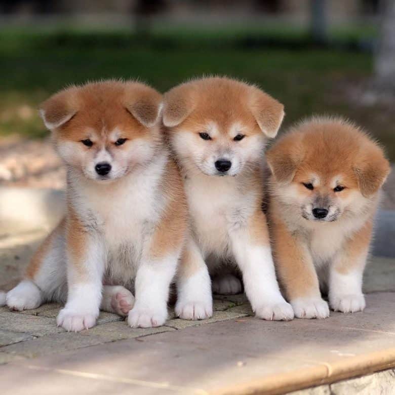 A picture of three cute Akita dog puppies