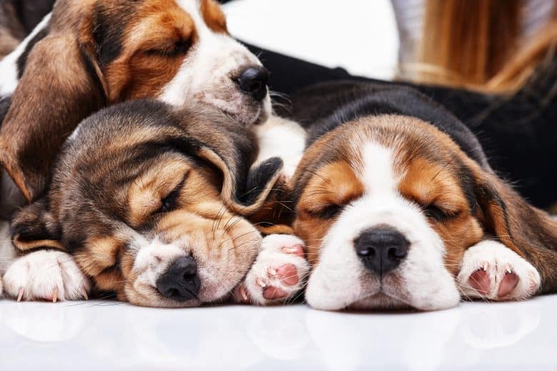 Three sleeping adorable Beagle puppies